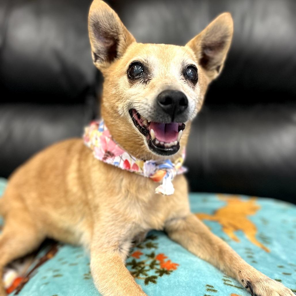Ginger, Adoptable, Senior Female Chihuahua.