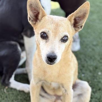 Enlarge Ginger, a Adoptable Chihuahua in Fresno, CA image 3/6
