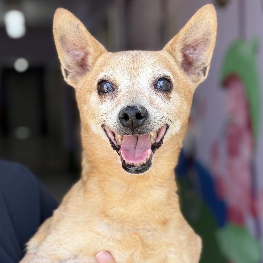 Ginger, Adoptable, Senior Female Chihuahua.