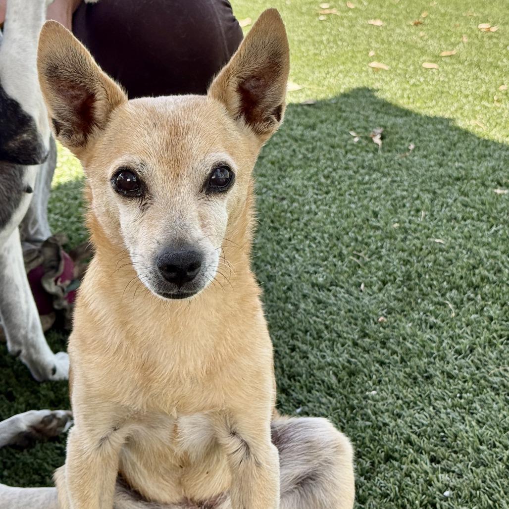 Enlarge Ginger, a Adoptable Chihuahua in Fresno, CA image 5/6