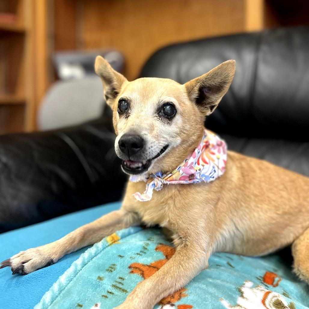 Ginger, a Adoptable Chihuahua in Fresno, CA image 3/3
