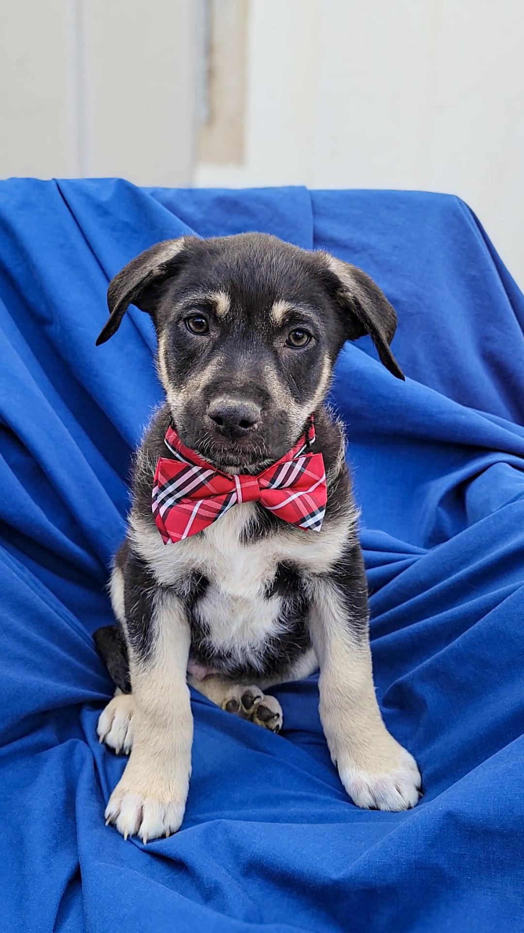 Enlarge Azriel, an adoption pending mixed breed in Temecula, CA image 1/1