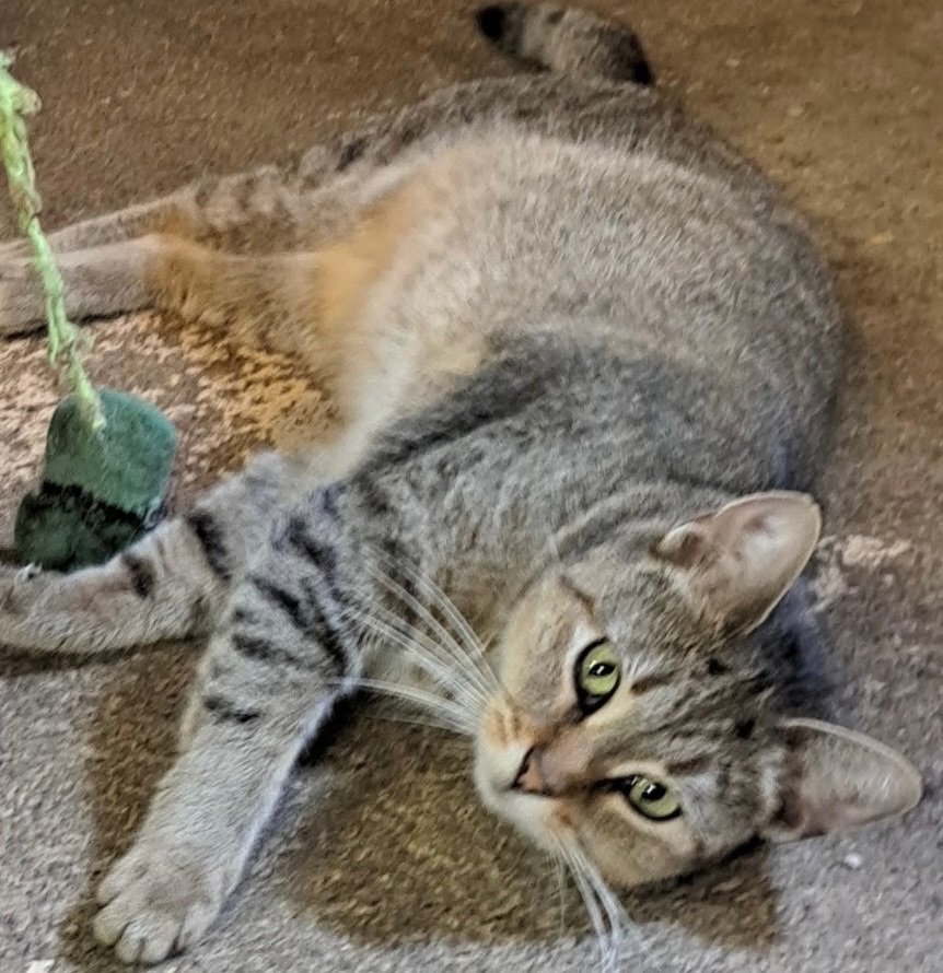 Maggie, Adult Female Domestic Short Hair