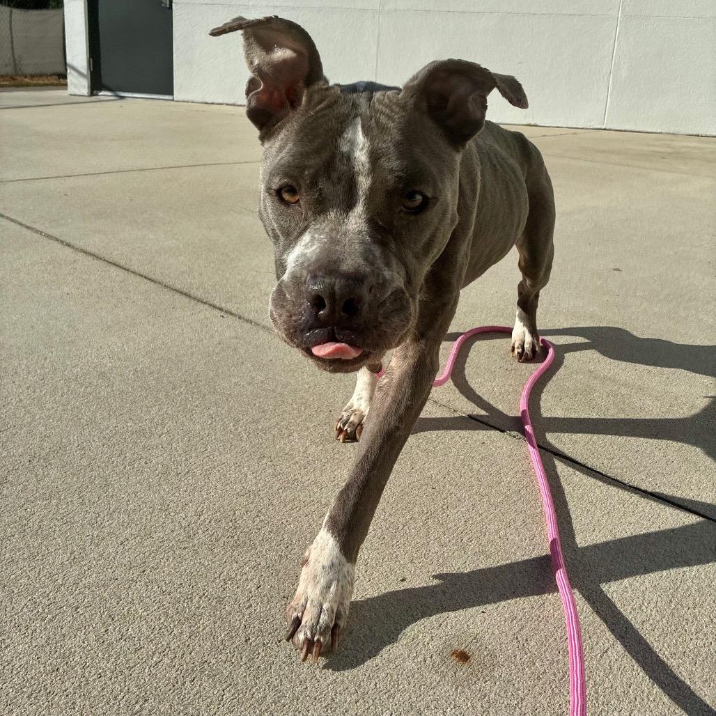 Enlarge Patsy, a Adoptable Mixed Breed in Jacksonville, FL image 1/1