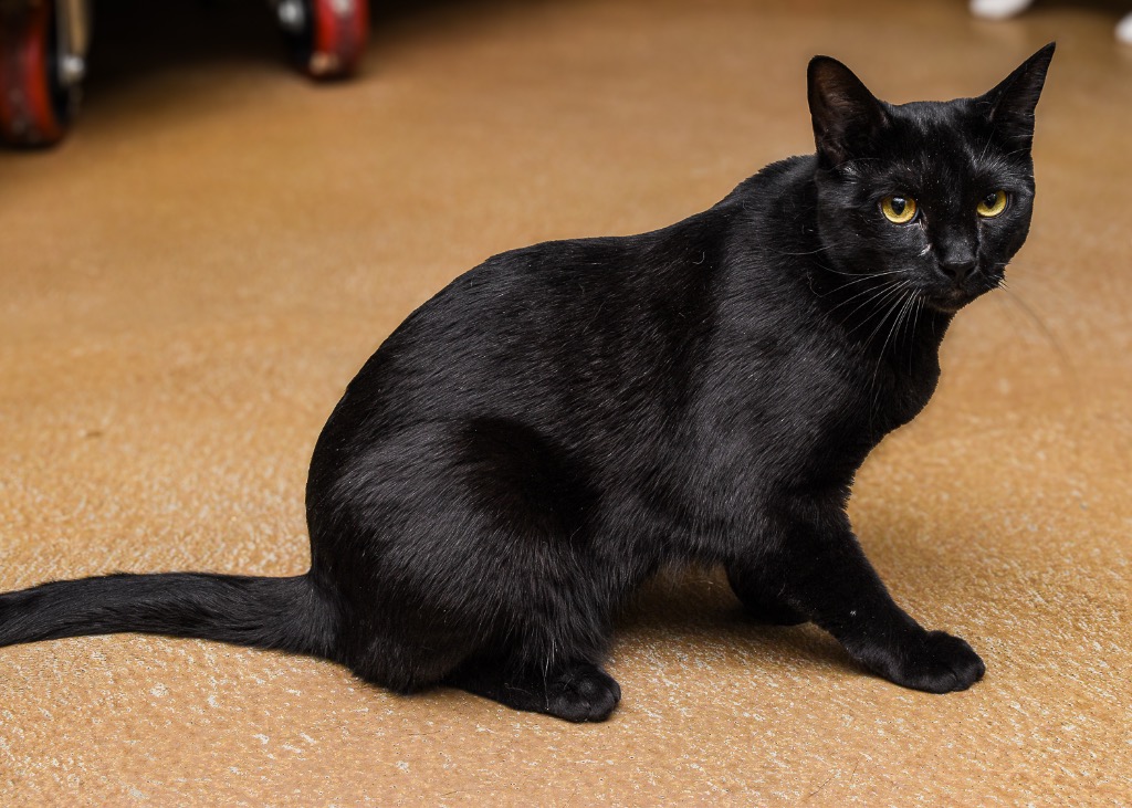 Enlarge Samba, a Adoptable Domestic Short Hair in Mira Loma, CA image 2/4