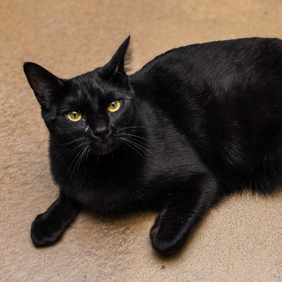 Enlarge Samba, a Adoptable Domestic Short Hair in Mira Loma, CA image 1/4