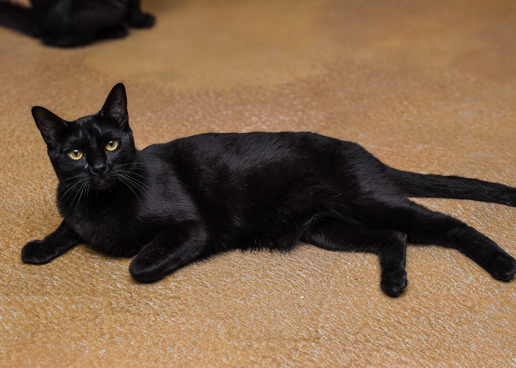 Enlarge Samba, a Adoptable Domestic Short Hair in Mira Loma, CA image 3/4