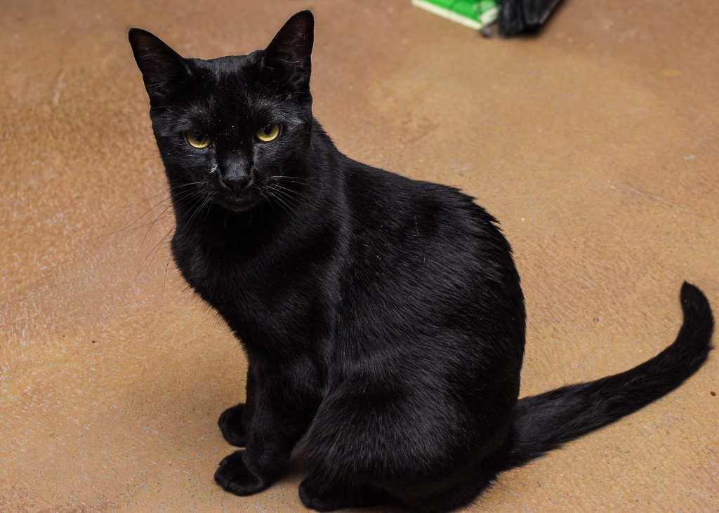 Enlarge Samba, a Adoptable Domestic Short Hair in Mira Loma, CA image 4/4