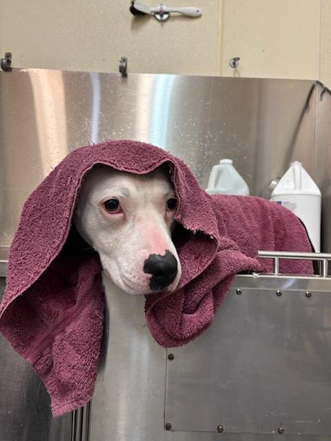 Jenny, a Adoptable American Bully in Eaton, CO image 3/6