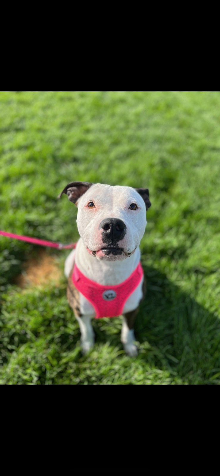 Jenny, an adoptable American Bully in Eaton, CO, 80615 | Photo Image 2