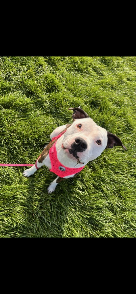 Jenny, an adoptable American Bully in Eaton, CO, 80615 | Photo Image 4