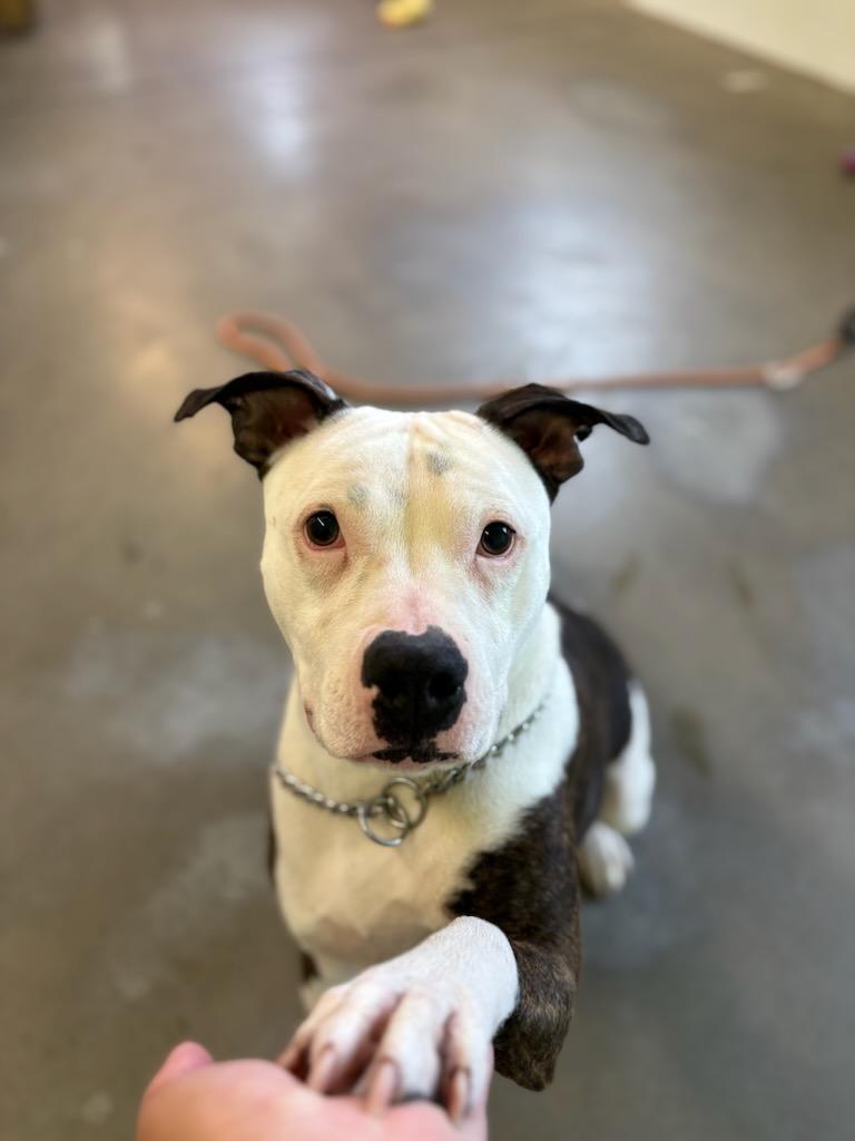 Jenny, Adoptable, Young Female American Bully.