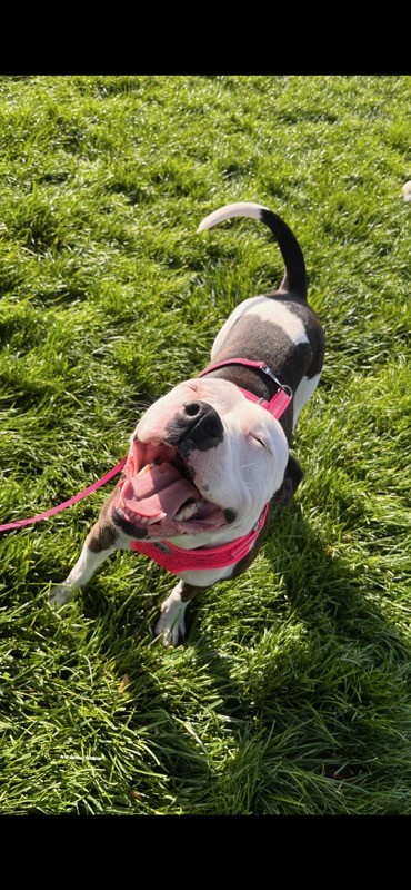 Jenny, an adoptable American Bully in Eaton, CO, 80615 | Photo Image 5