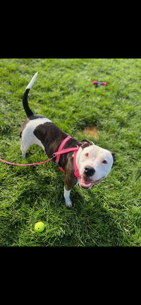 Jenny, an adoptable American Bully in Eaton, CO, 80615 | Photo Image 6