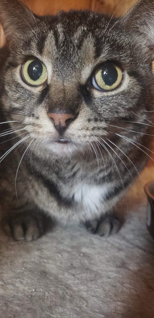 Camilla, Adoptable, Senior Female Domestic Short Hair.