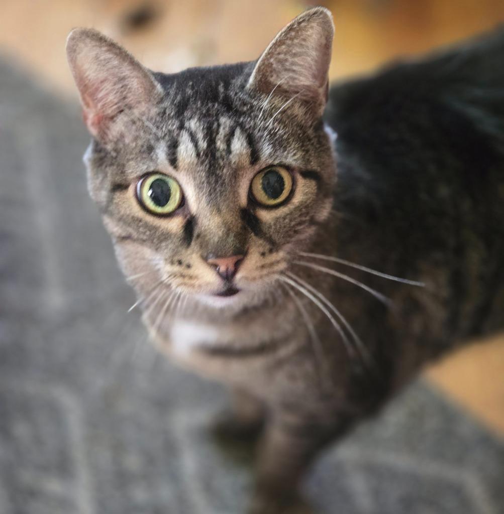 Camilla, Adoptable, Senior Female Domestic Short Hair.