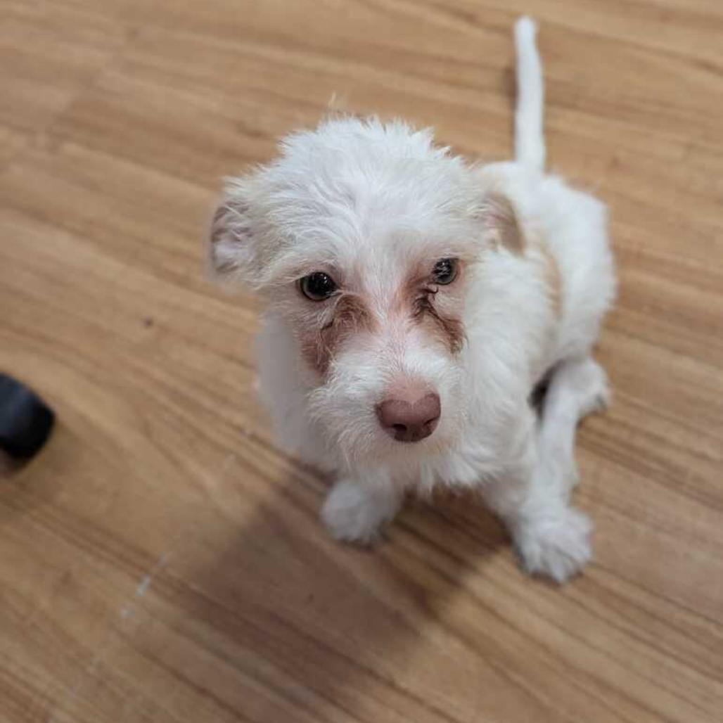 Zesty, Adoptable, Young Male Miniature Poodle & Mixed Breed.