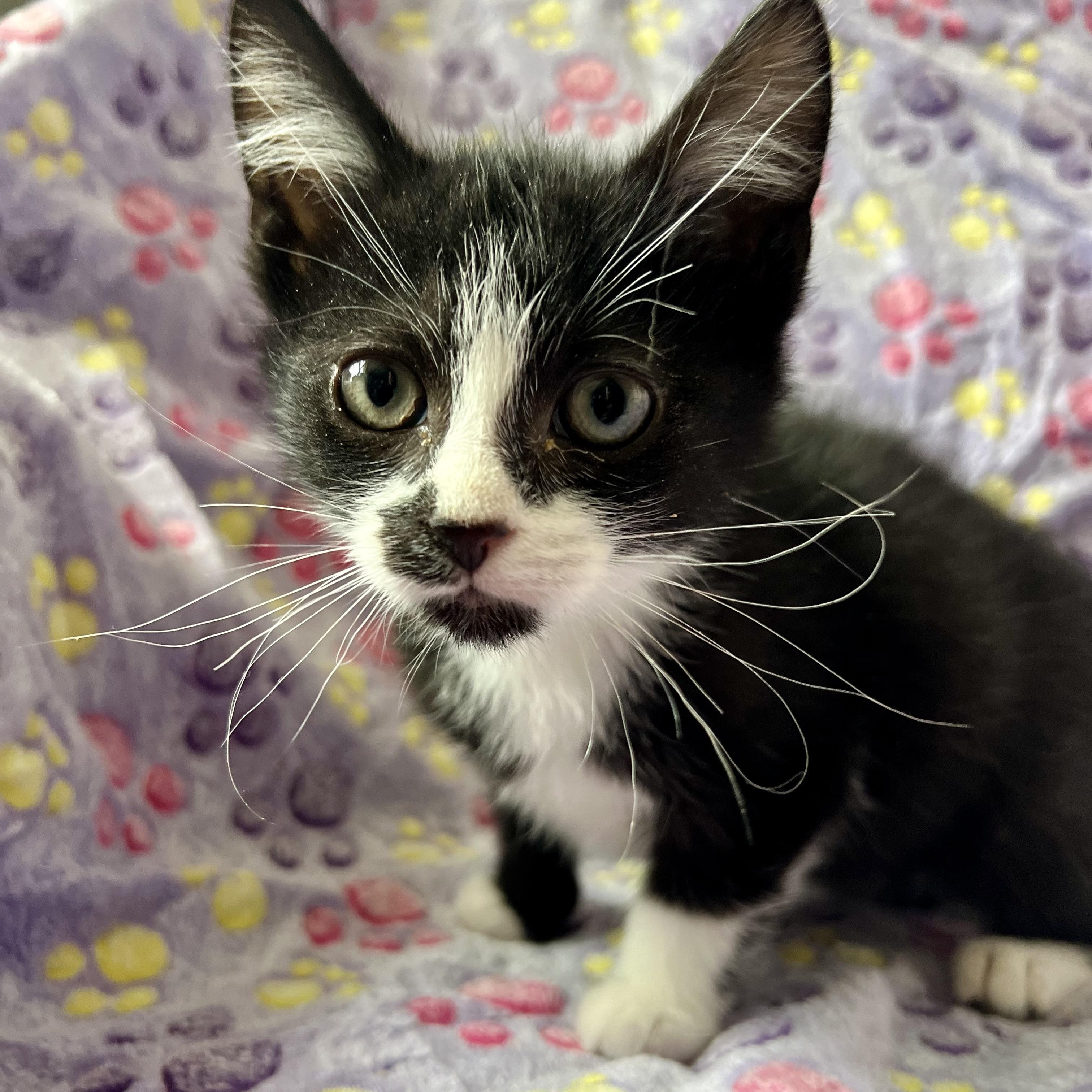 Enlarge Ned Leeds , an adopted mixed breed in Griswold, CT image 5/5