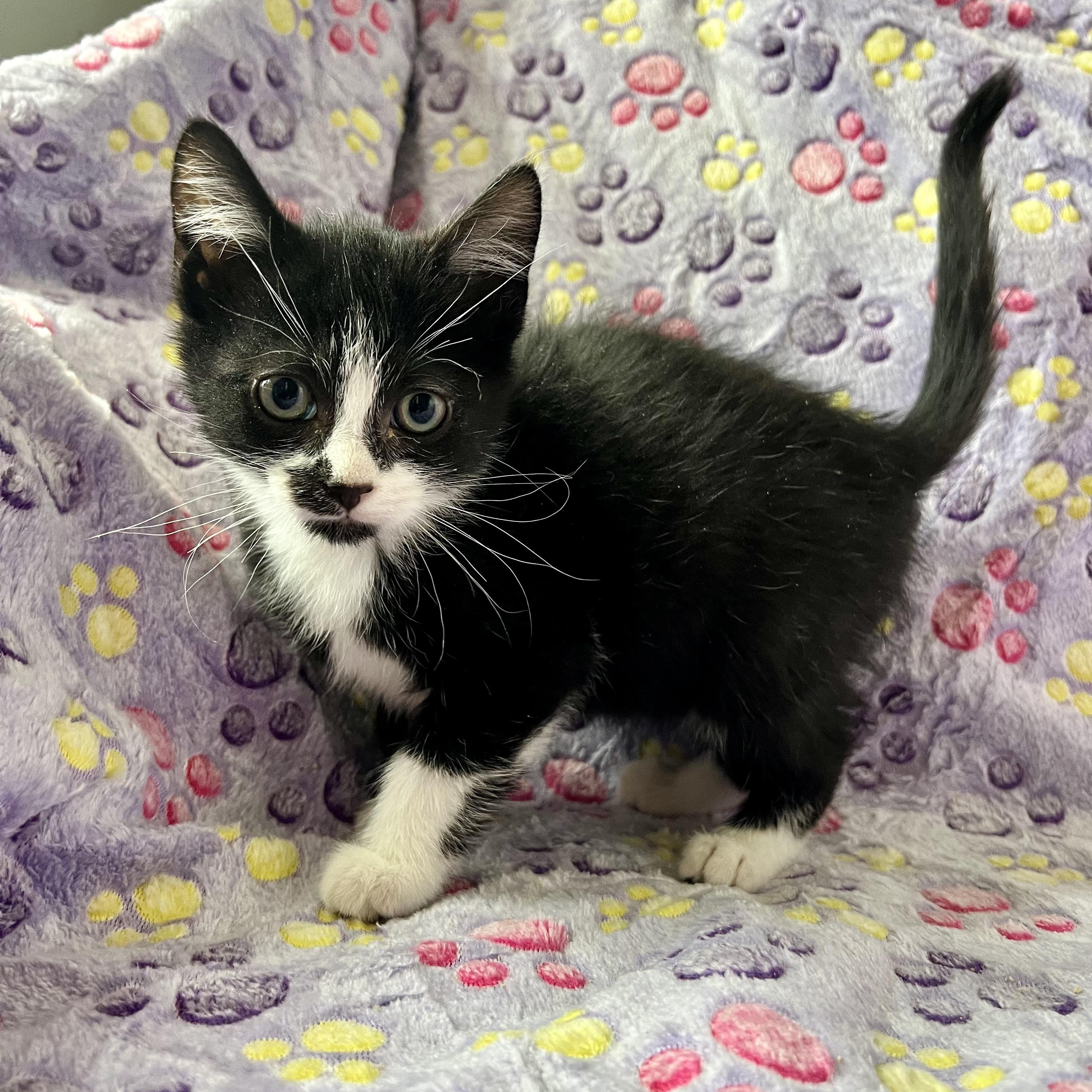 Enlarge Ned Leeds , an adopted mixed breed in Griswold, CT image 4/5