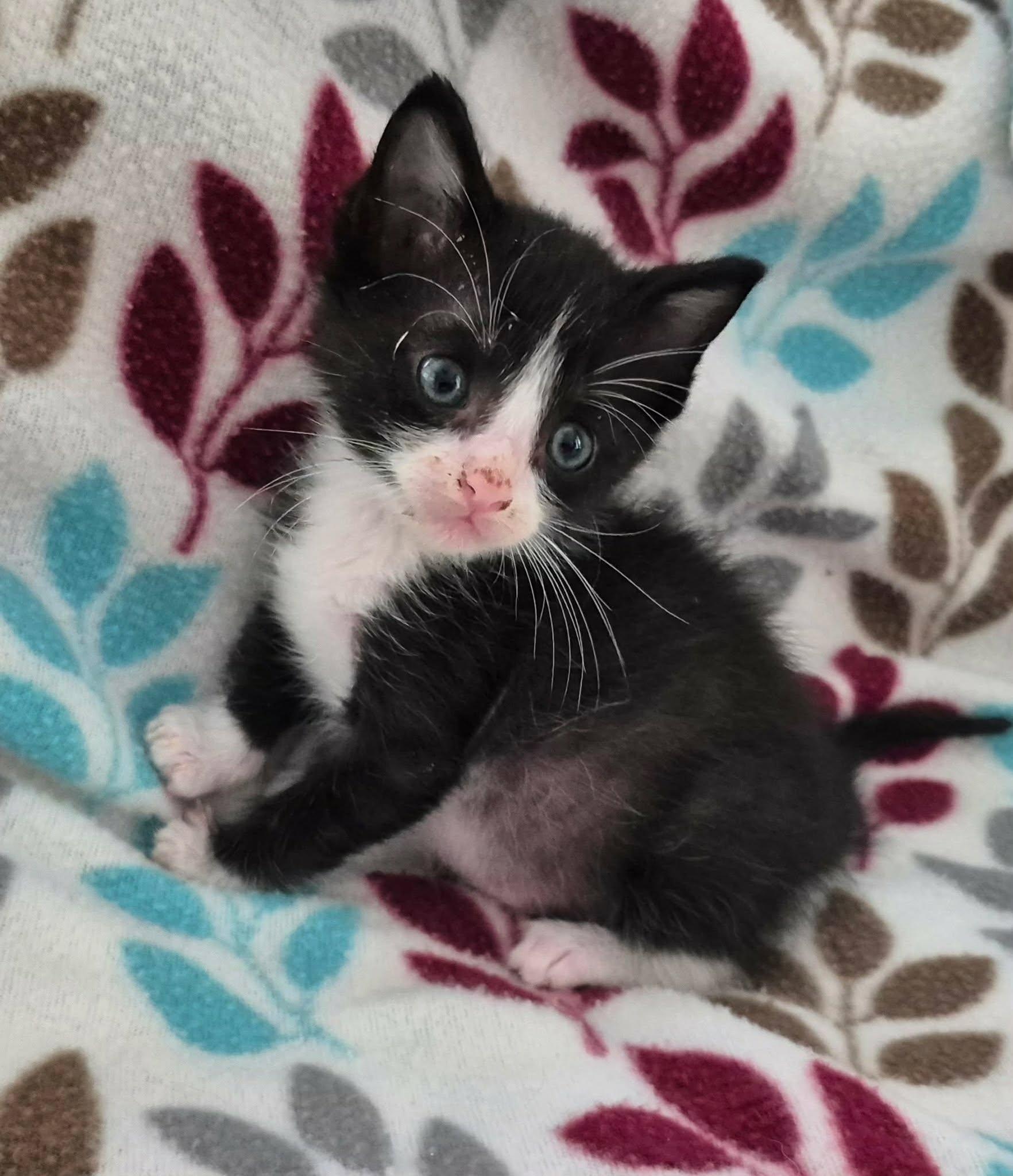 Binx, Adoptable, Kitten Male Tuxedo.