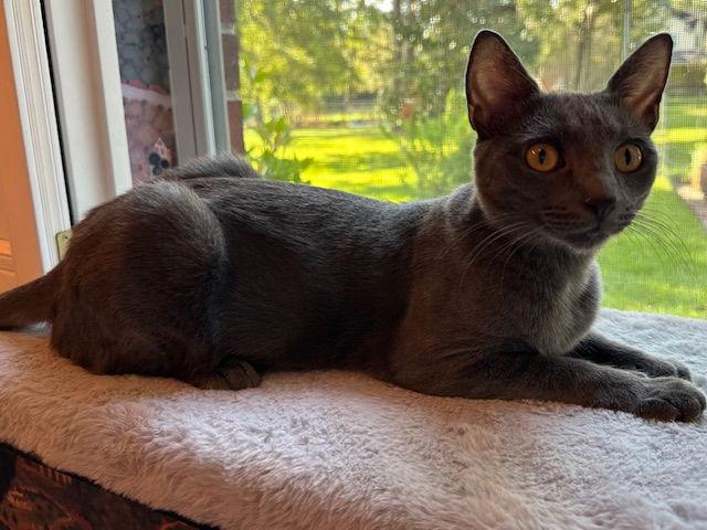 Periwinkle, a Adoptable Domestic Short Hair in The Woodlands, TX image 1/3