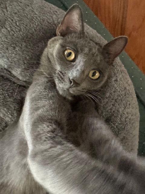 Periwinkle, a Adoptable Domestic Short Hair in The Woodlands, TX image 2/3