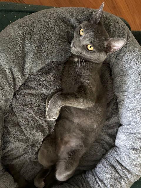 Periwinkle, a Adoptable Domestic Short Hair in The Woodlands, TX image 3/3