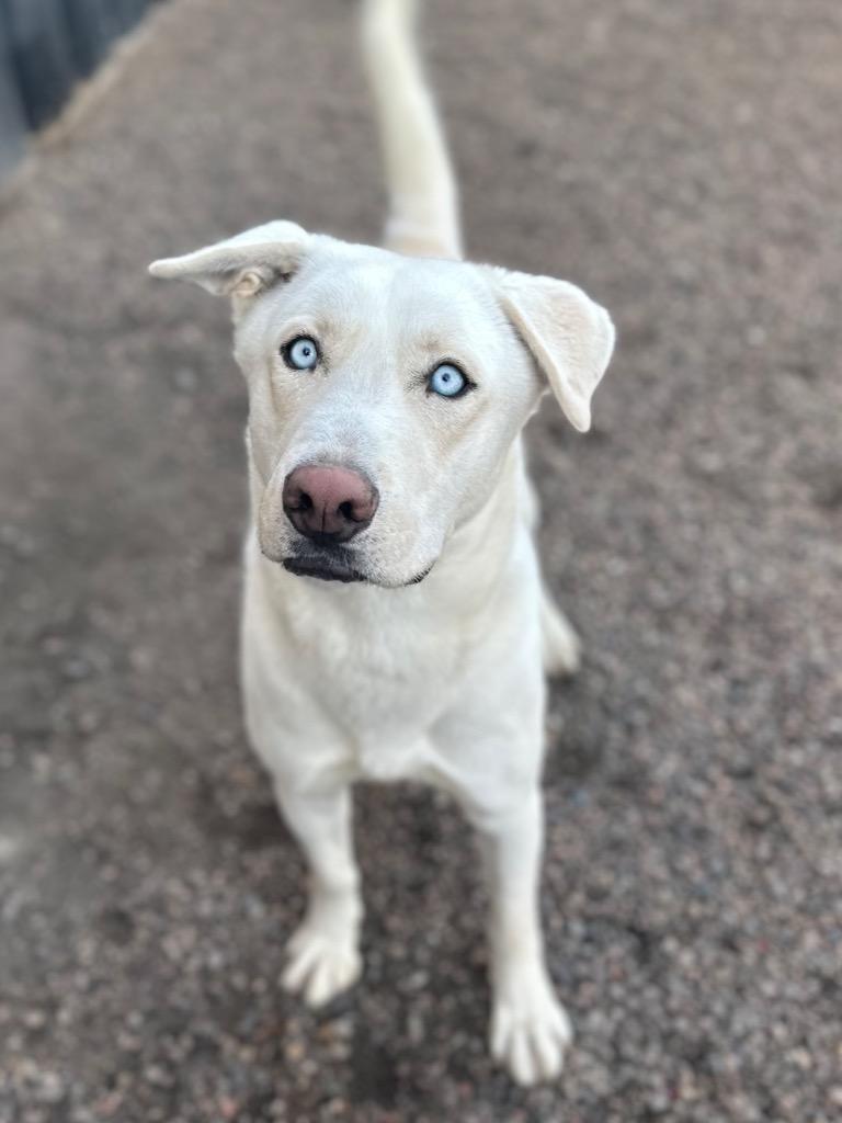 Goose, ADOPTABLE, Young Male Labrador Retriever & Siberian Husky.