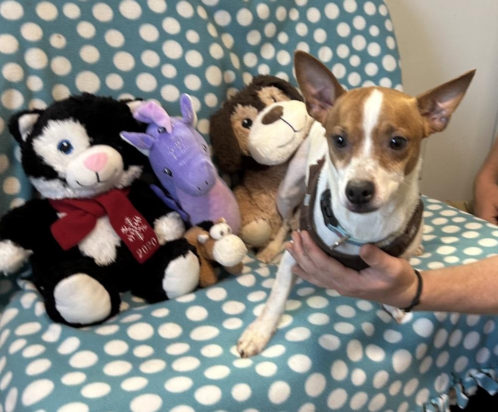 Enlarge Gino, a Adoptable Jack Russell Terrier in Cedartown, GA image 1/1