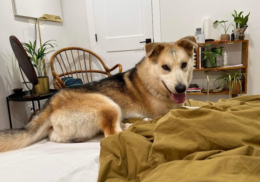 Chester, Adopted, Adult Male Husky.