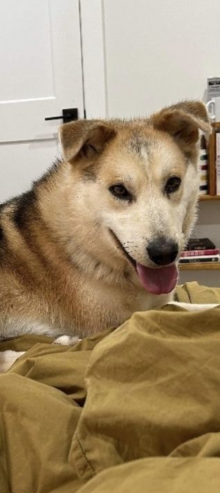 Enlarge Chester, a Adopted mixed breed in Winnipeg, MB image 2/6