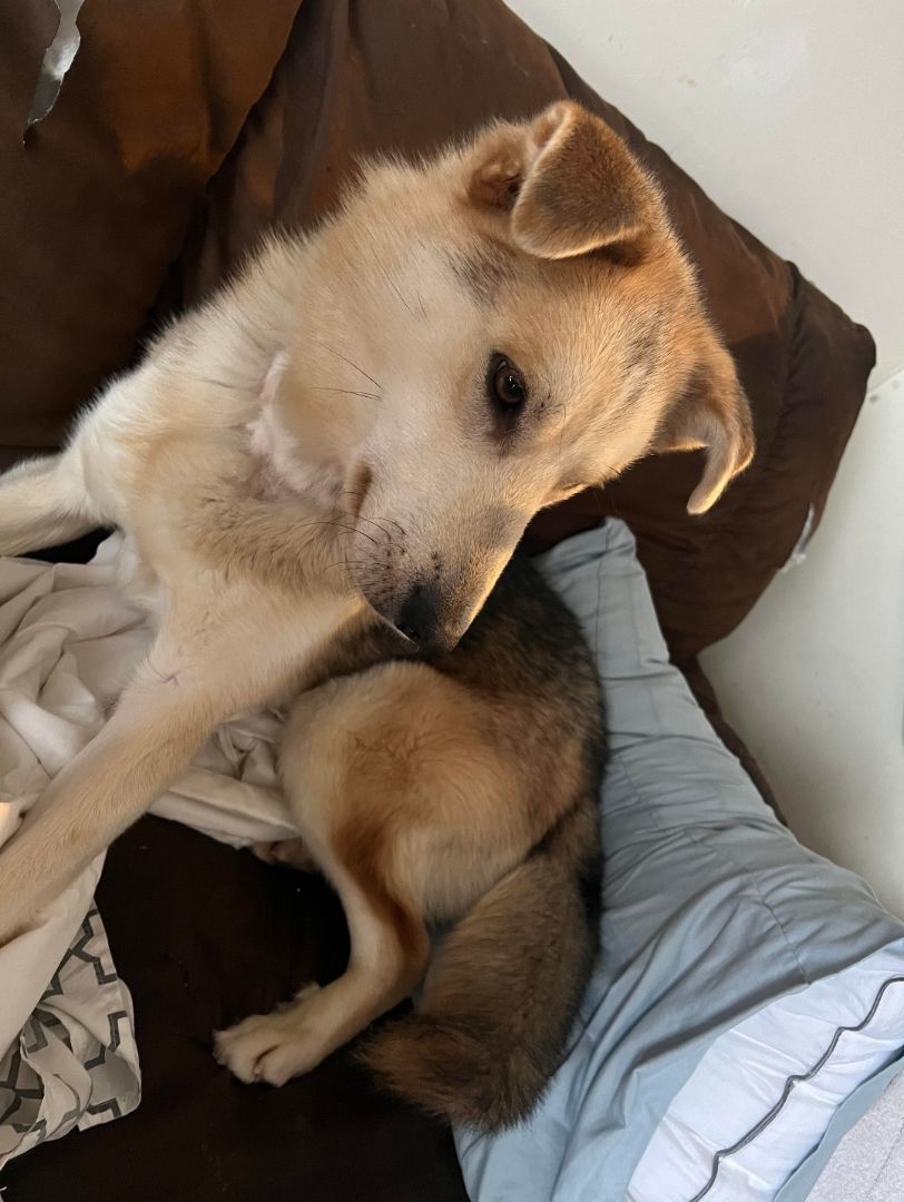 Enlarge Chester, a Adopted mixed breed in Winnipeg, MB image 3/6