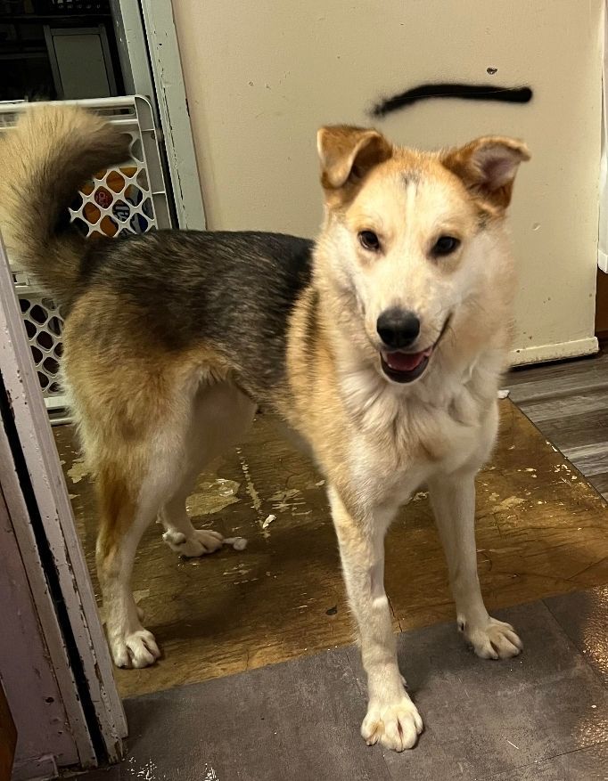 Enlarge Chester, a Adopted mixed breed in Winnipeg, MB image 4/6