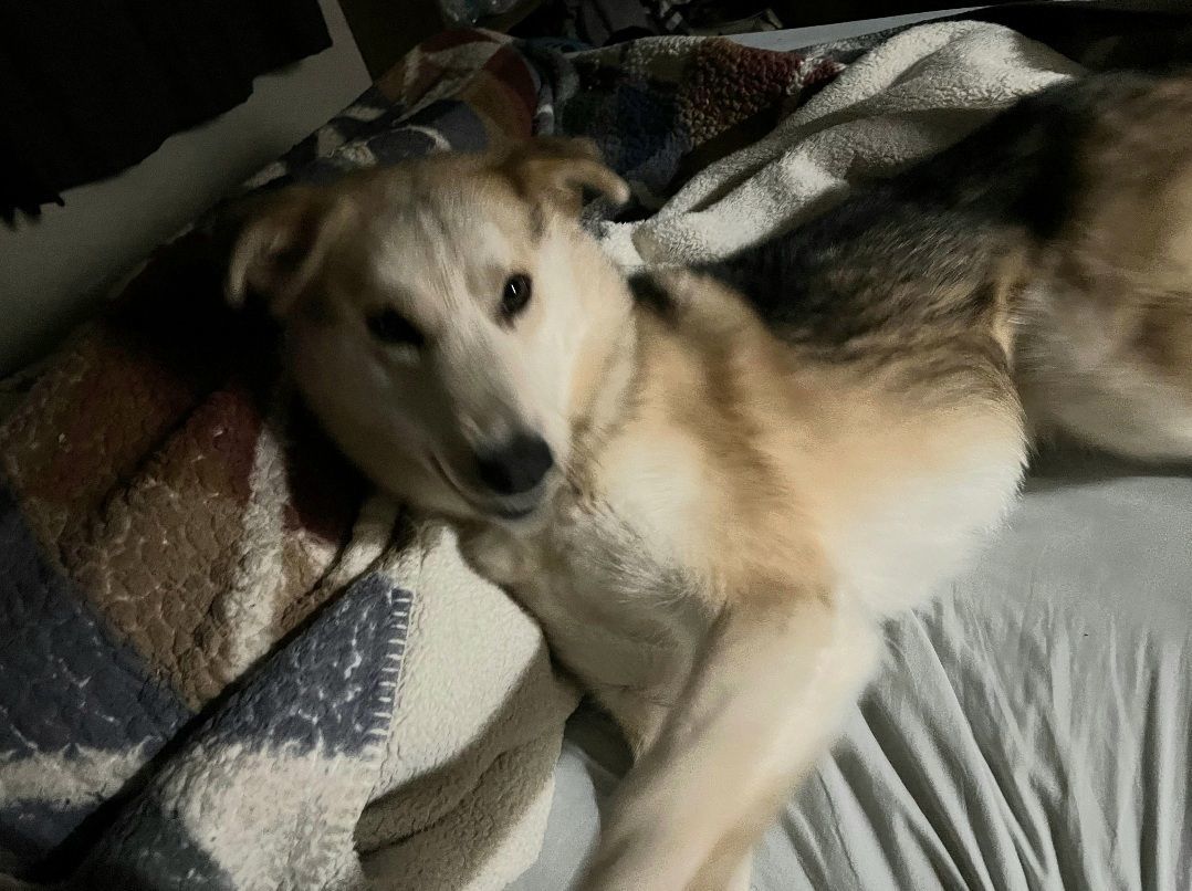 Enlarge Chester, a Adopted mixed breed in Winnipeg, MB image 5/6