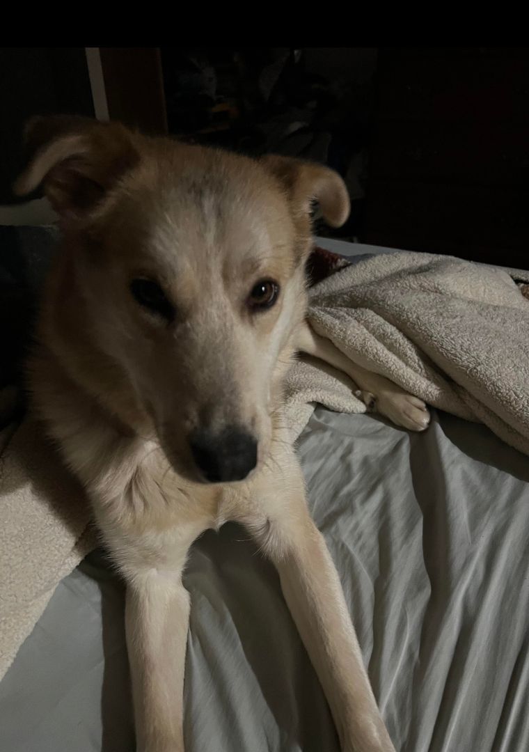 Enlarge Chester, a Adopted mixed breed in Winnipeg, MB image 6/6