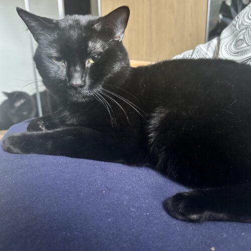 Enlarge Tom Foolery, a Adoptable Domestic Short Hair in Toronto, ON image 1/5