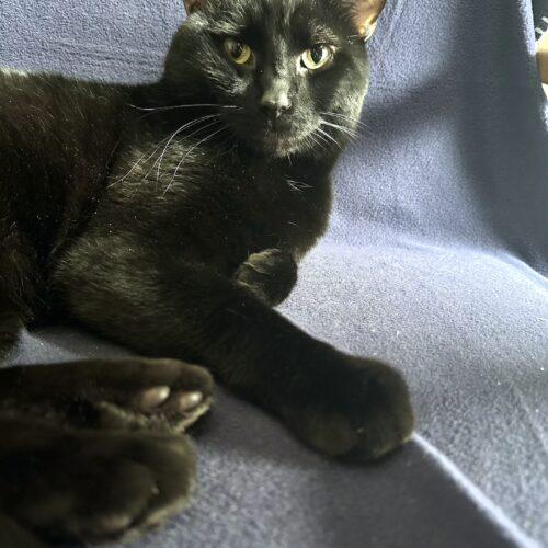 Enlarge Tom Foolery, a Adoptable Domestic Short Hair in Toronto, ON image 2/5