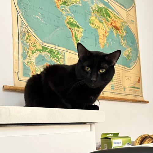 Enlarge Tom Foolery, a Adoptable Domestic Short Hair in Toronto, ON image 3/5