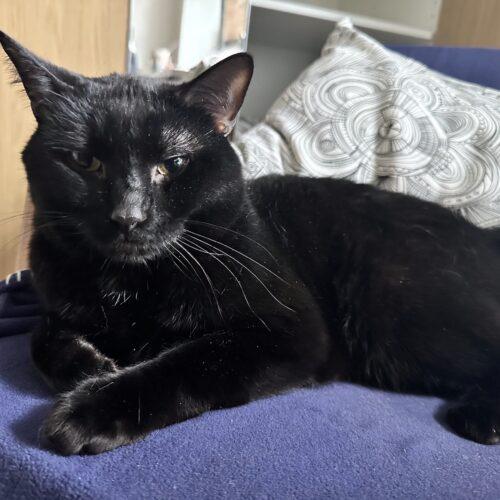 Enlarge Tom Foolery, a Adoptable Domestic Short Hair in Toronto, ON image 4/5