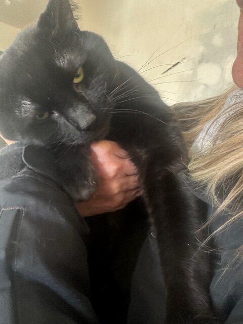 Tom Foolery, Adoptable, Young Male Domestic Short Hair.