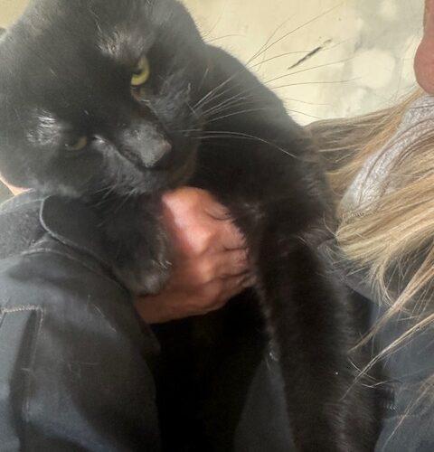 Enlarge Tom Foolery, a Adoptable Domestic Short Hair in Toronto, ON image 2/2