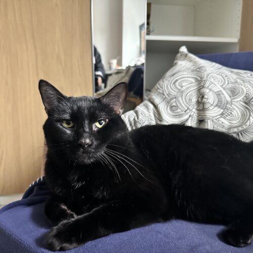 Enlarge Tom Foolery, a Adoptable Domestic Short Hair in Toronto, ON image 5/5