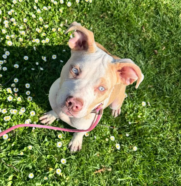 Pancake, Adoptable, Young Female Pit Bull Terrier.