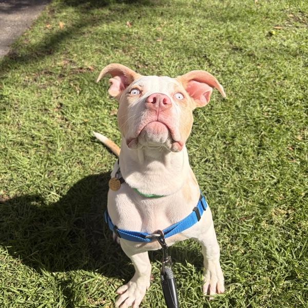Pancake, a Adoptable mixed breed in Dublin, CA image 2/4