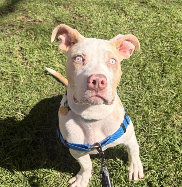 Pancake, a Adoptable mixed breed in Dublin, CA image 3/4