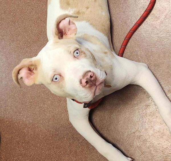 Pancake, a Adoptable mixed breed in Dublin, CA image 4/4