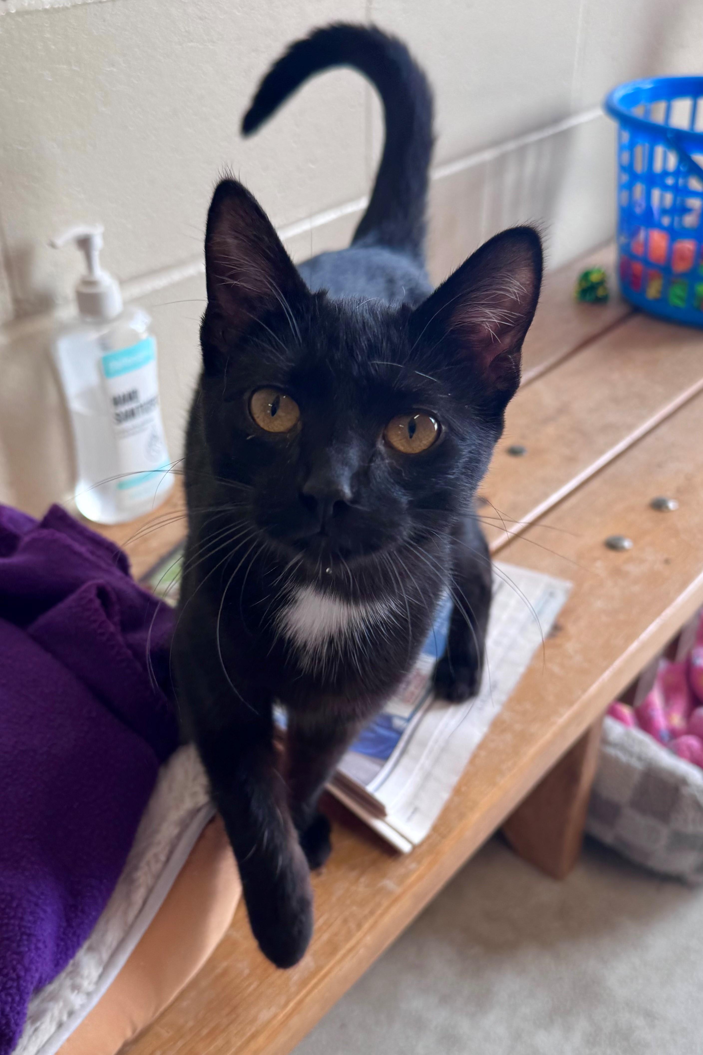 Enlarge Jenny, an adopted Domestic Short Hair in Mason City, IA image 1/1