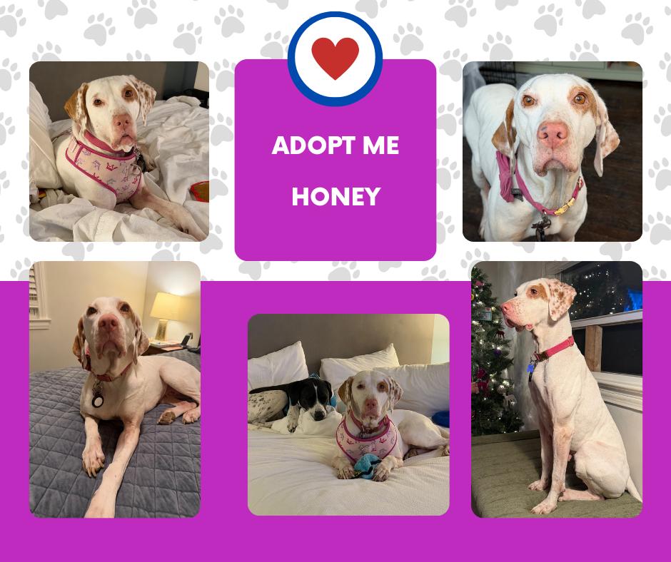 Honey (TN), ADOPTABLE, Senior Female English Pointer.