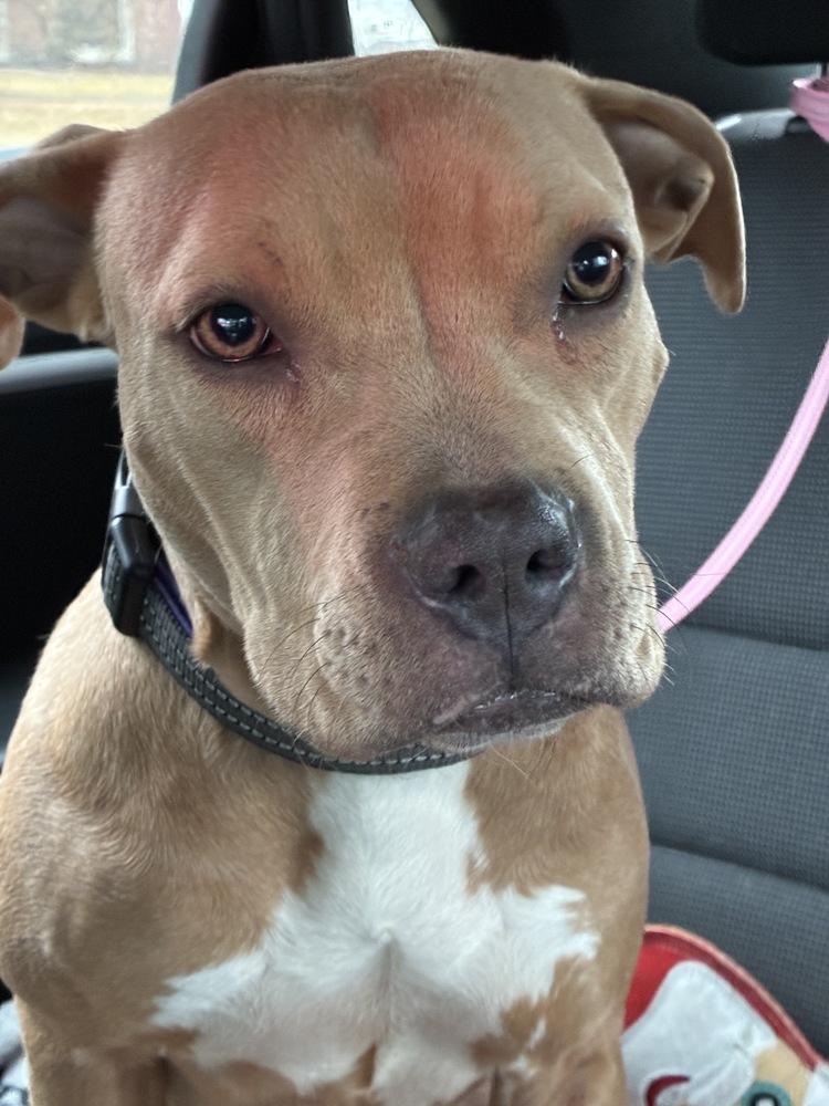 Enlarge Joyful Jacey, an adopted American Bully in Randolph, MA image 1/4