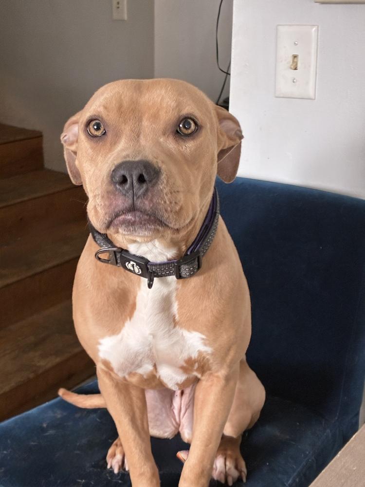 Enlarge Joyful Jacey, an adopted American Bully in Randolph, MA image 2/4